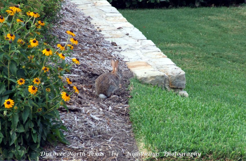 Rockwall County - Rockwall - NOT the Easter bunny