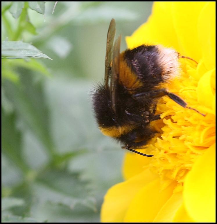 Bumble Bee on a Marigold