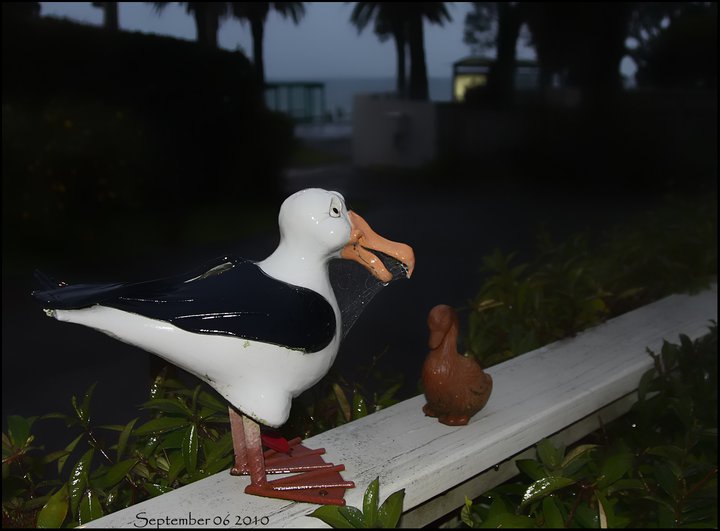 Our Pet Black-Backed Gull - Angus + the Duck