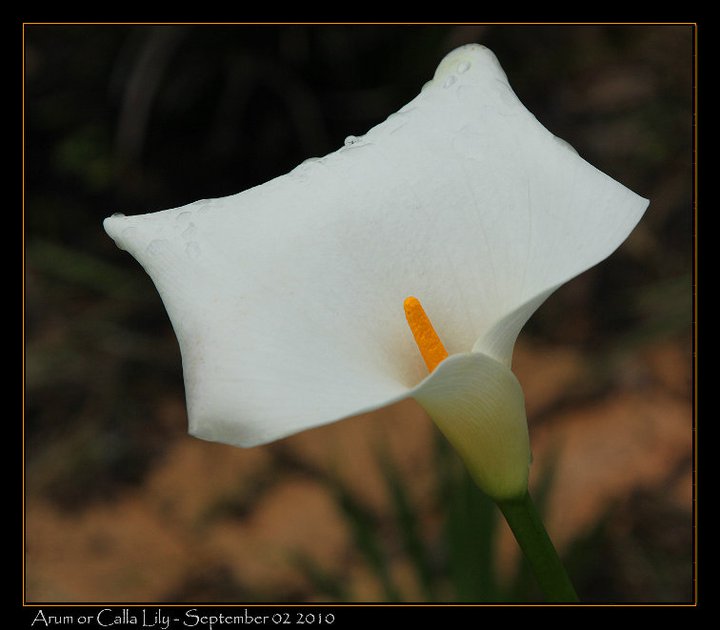 Good to see the Arum Lilies opening at home