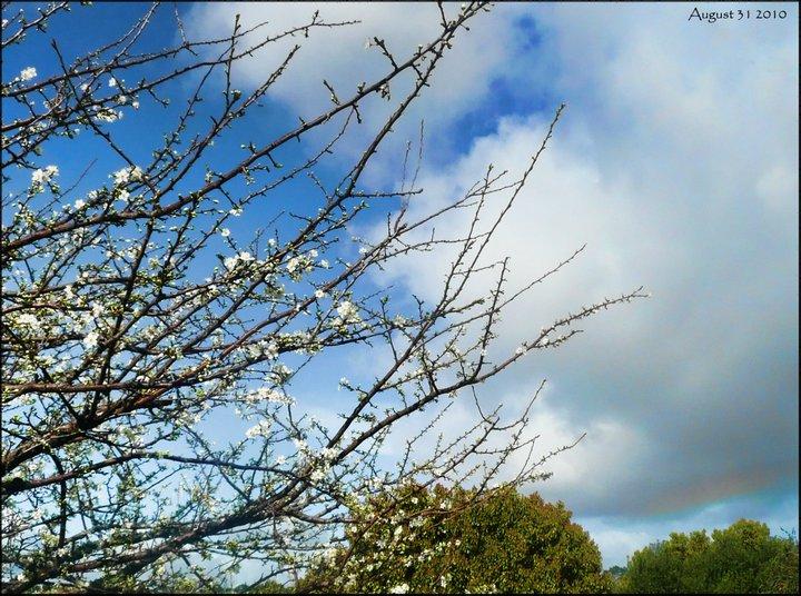 Apple Tree in Blossom