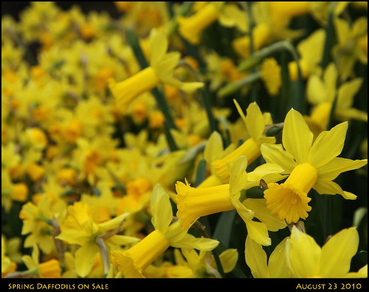 Daffodils fo sale