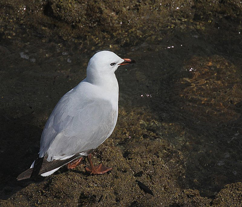 Young Seagull at the Beach