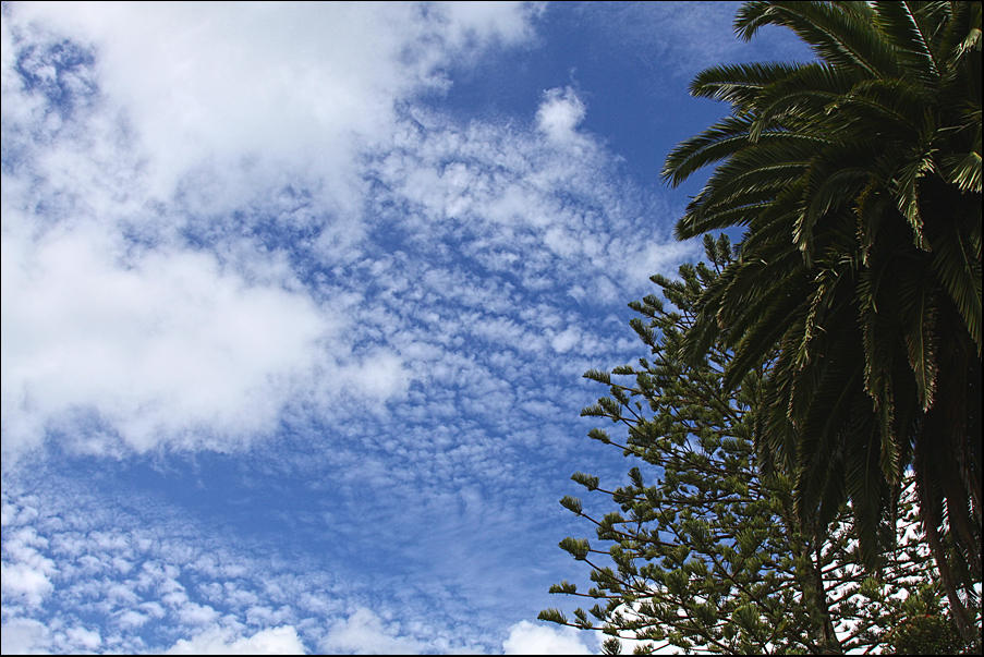 Norfolk Island Pine and the Phoenix Palm