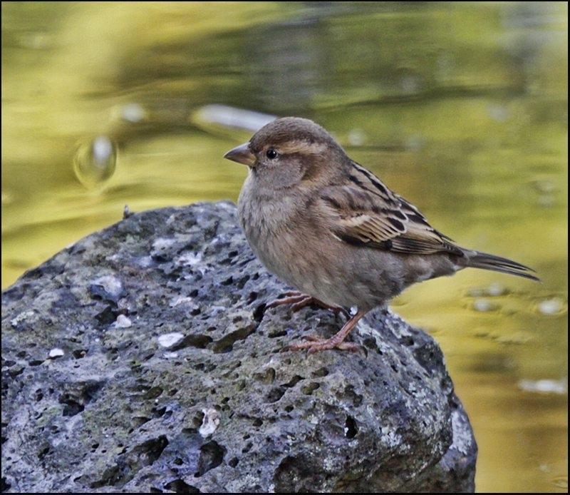 Passer domesticus