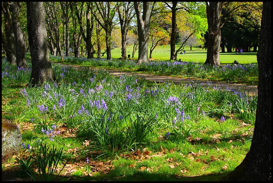 Bluebells in NZ