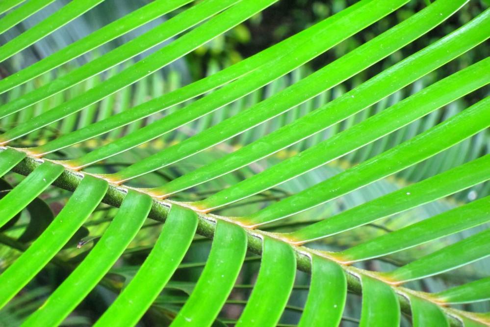 Rare Fern - King Fern - Marattia salicina