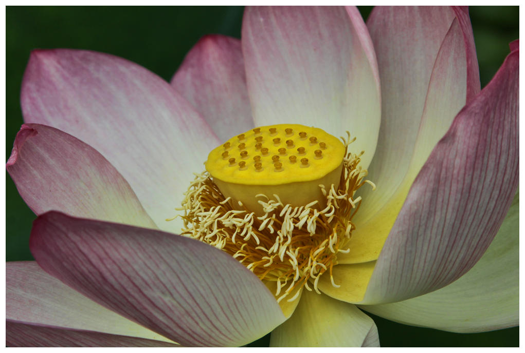 Lotus on Show
