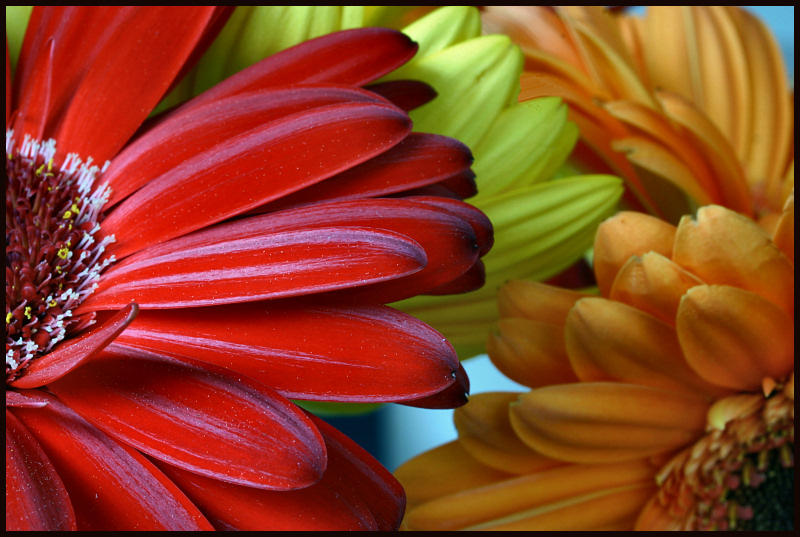 Gerberas