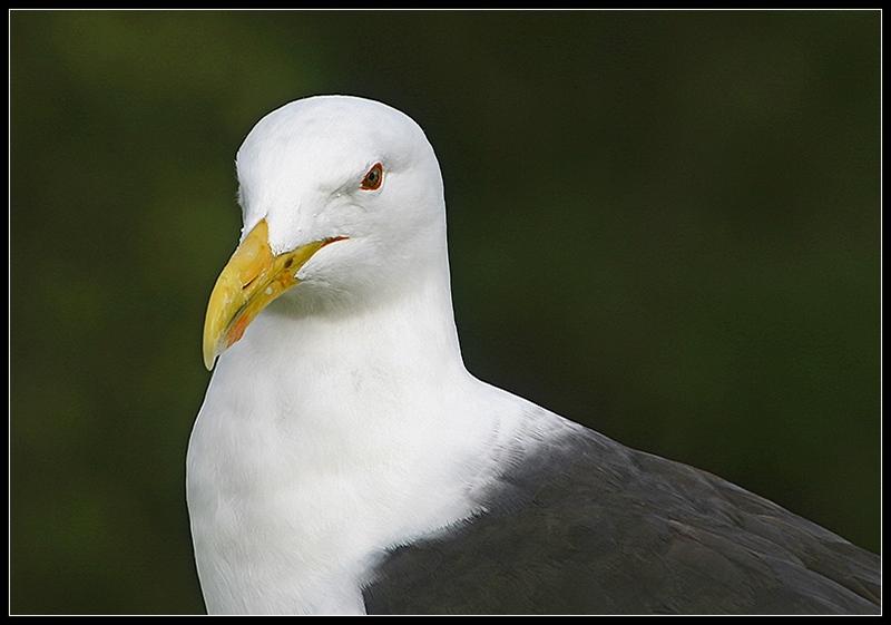 The Southern Black-Backed Gull.jpg