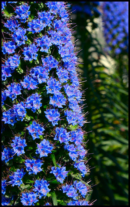 Echium