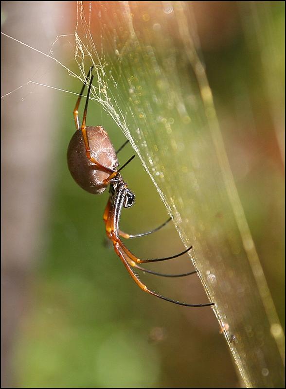 Golden Orb Spider