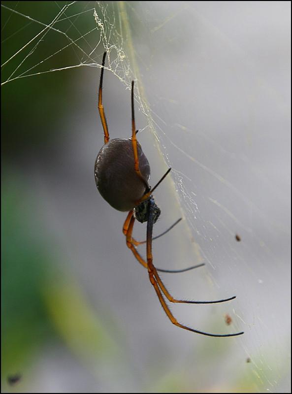 Golden Orb Spider