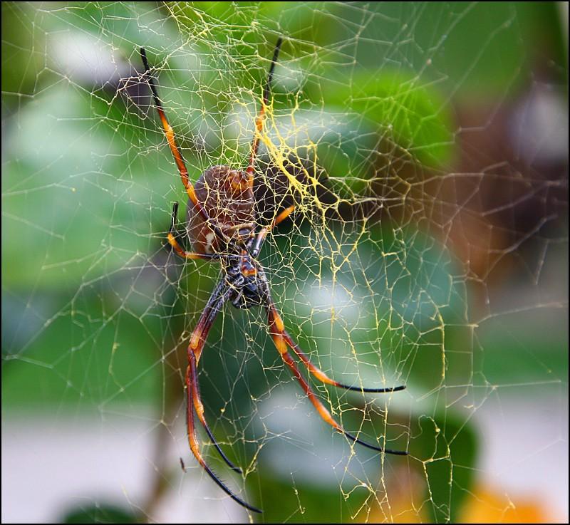 Golden Orb Spider