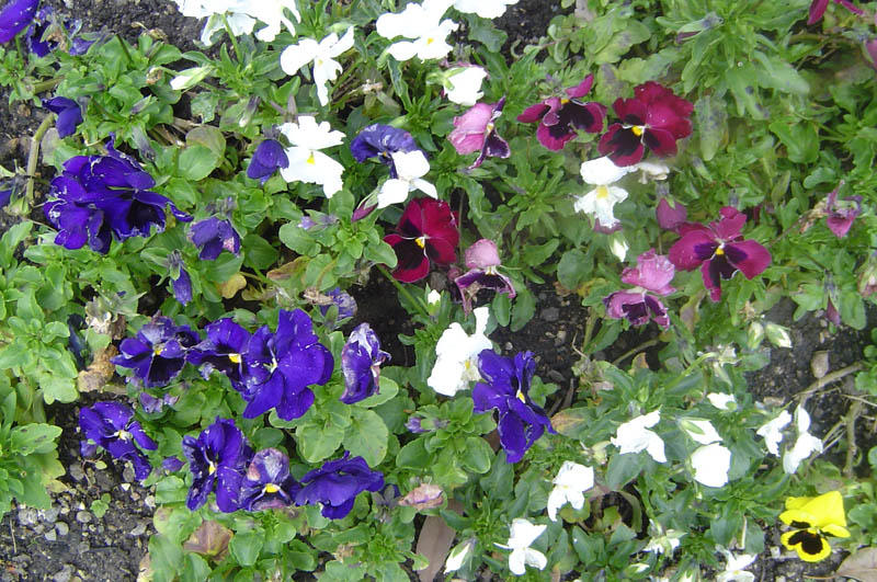 Hannahs first close-up of the Pansies.jpg