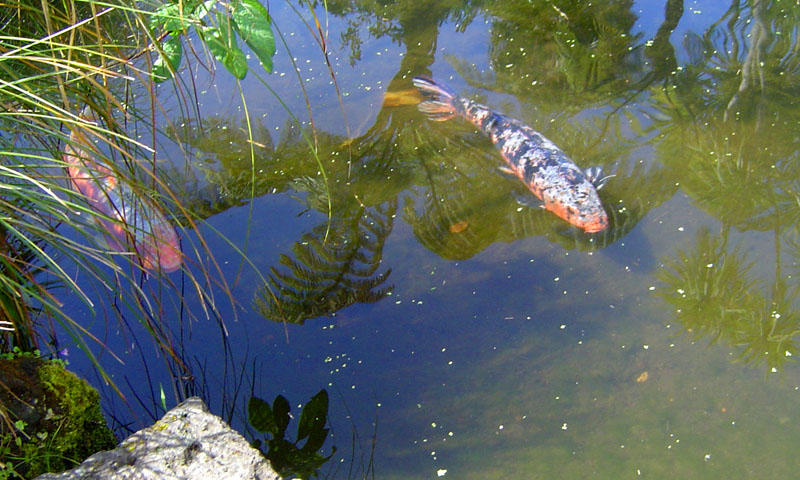 Large goldfish.jpg