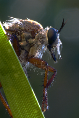 Robber Fly MG_4653 