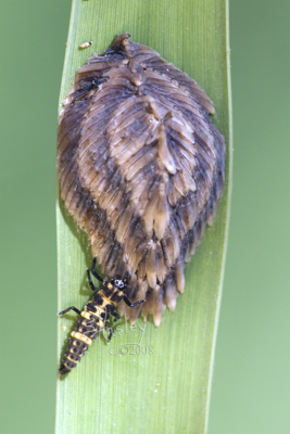Lady Beetle Larva eating Horse Fly Eggs  MG_4880