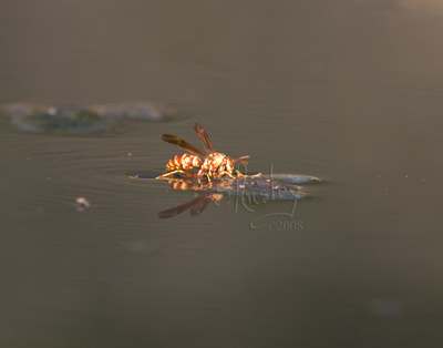 Wasp on Water MG_6830