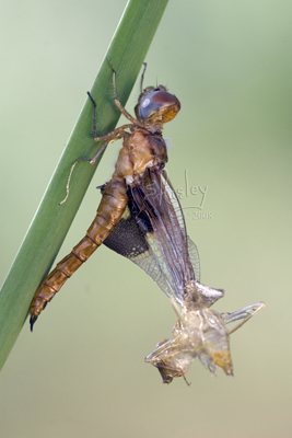 Emerging Dragonfly MG_4774