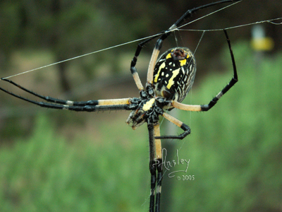 Black & Yellow Argiope Spider 9366