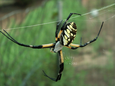 Black & Yellow Argiope Spider  9375