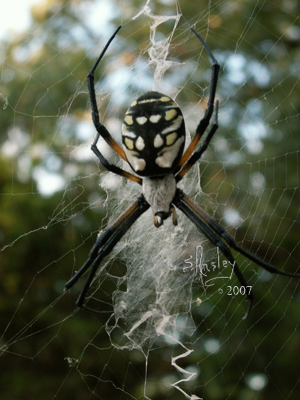Black & Yellow Argiope Spider 9395