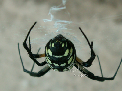 Black & Yellow Argiope Spider  9398