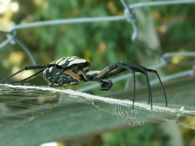 Black & Yellow Argiope Spider  9402