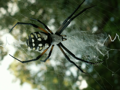 Black & Yellow Argiope Spider  9410