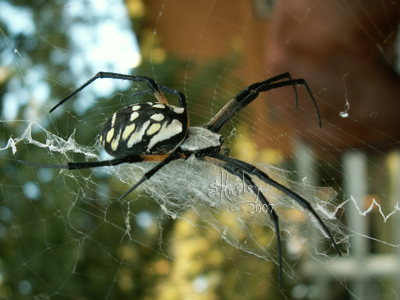 Black & Yellow Argiope Spiders