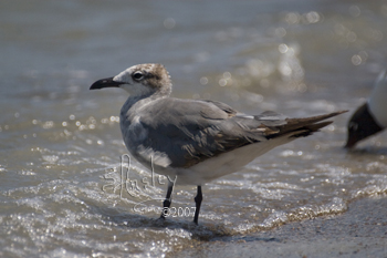 Laughing Gull, Juvenile  MG_0046