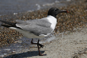 Gulls Gallery