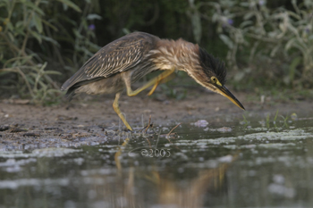 Green Heron, juvenile  CRW_2105