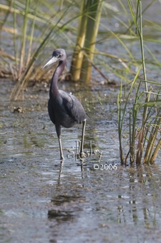 Little Blue Heron  MG_2874