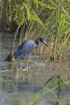 Little Blue Heron  MG_2883