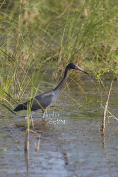 Little Blue Heron  MG_2909