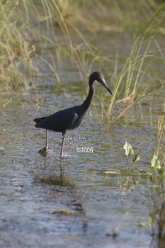 Little Blue Heron  MG_2915