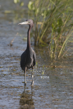 Little Blue Heron  MG_2931