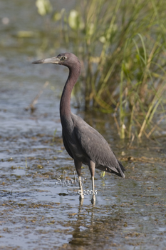 Little Blue Heron  MG_2946
