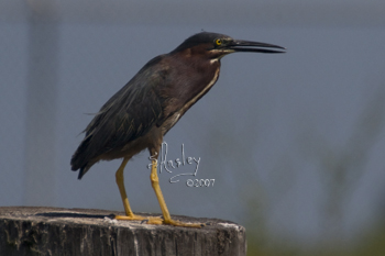Green Heron, adult  MG_0108