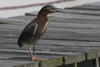 Herons Gallery