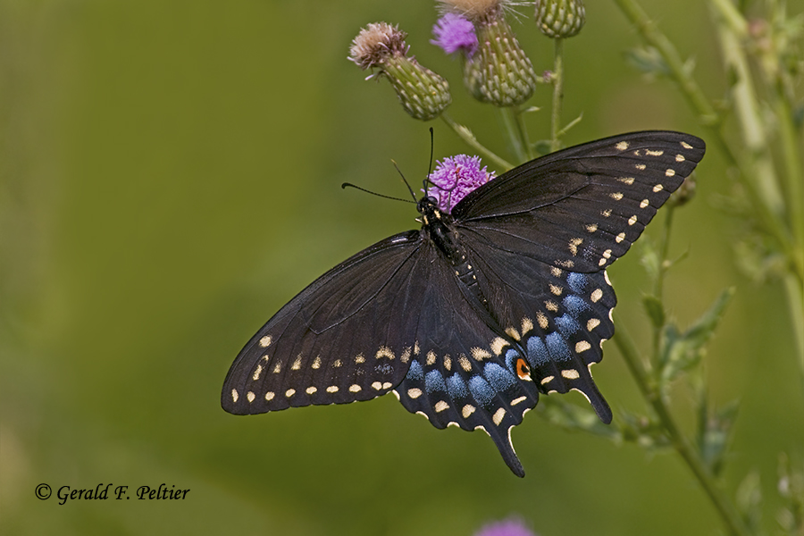  Black Swallowtail