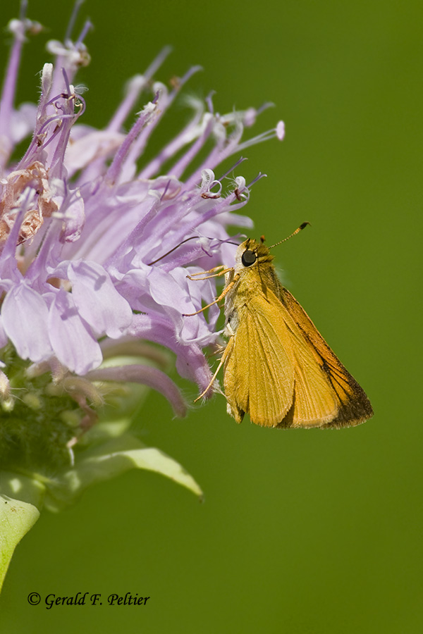  Delaware  Skipper 