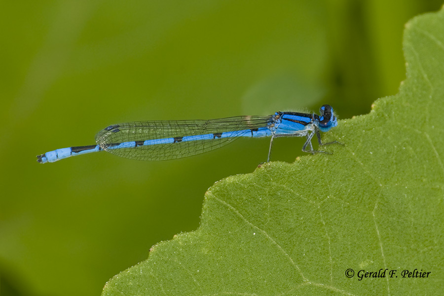 Northern Bluet Damselfly