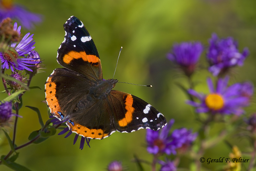  Red Admiral   2