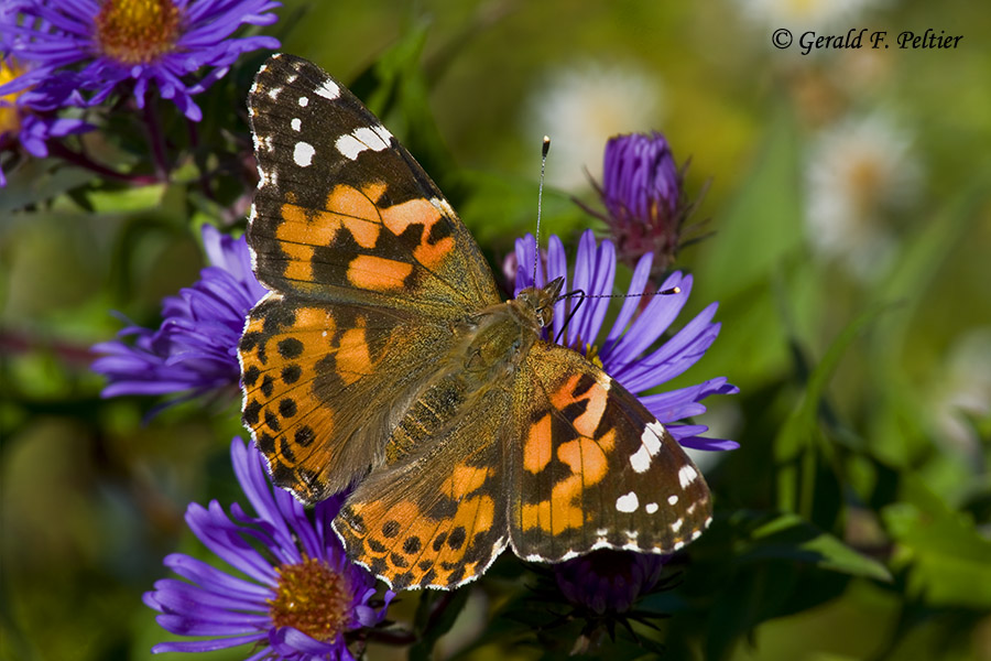 Painted Lady   3