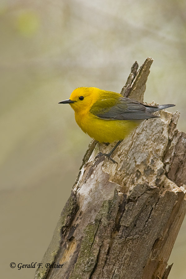   Prothonotary Warbler  6
