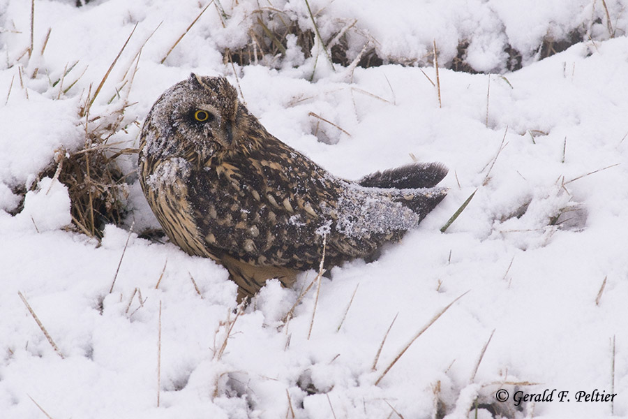   Short - eared Owl   33