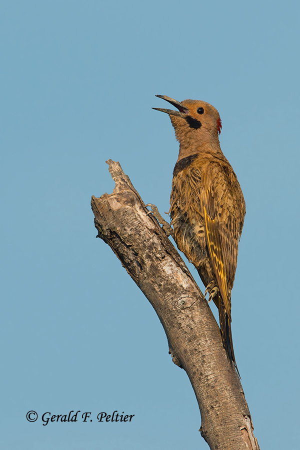 Northern Flicker 